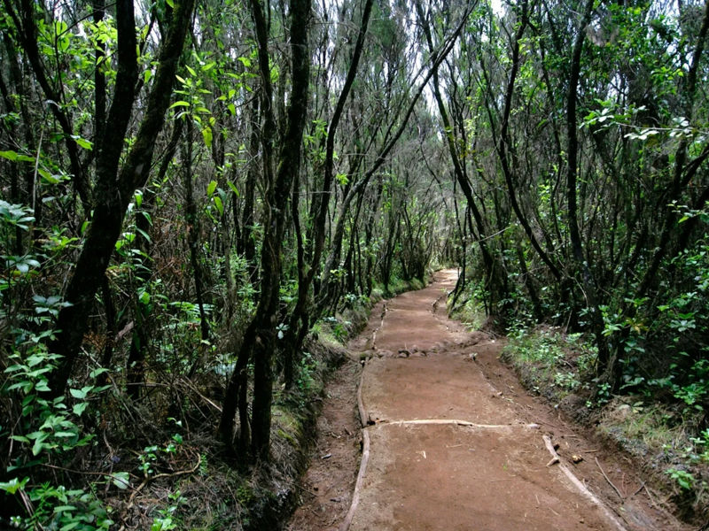 Kilimanjaro Day Trek with Ark Adventures